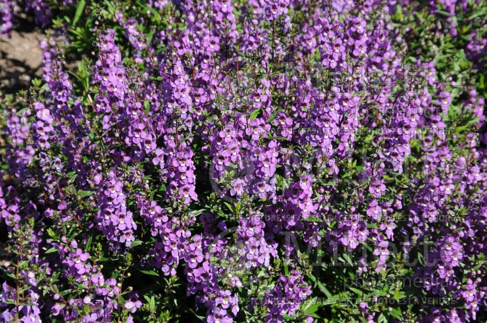 Angelonia Serena Waterfall Mixture Sky Blue (Snapdragon) 1