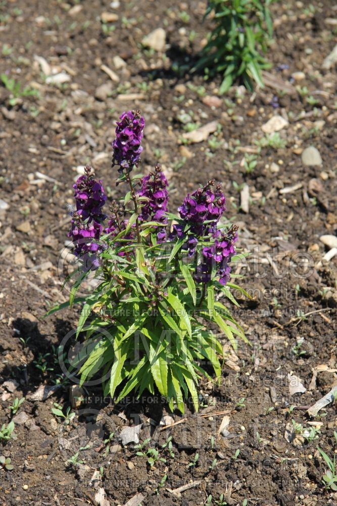 Angelonia Serenita Purple (Snapdragon) 1 