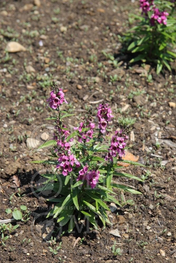 Angelonia Serenita Raspberry (Snapdragon) 1 