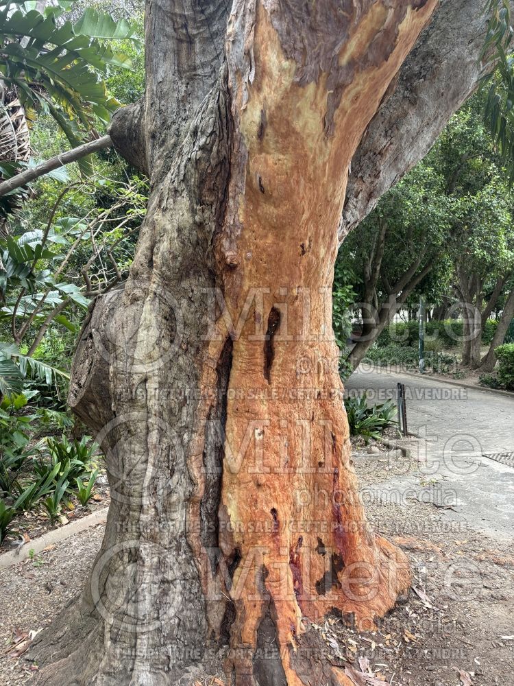 Angophora costata (Smooth-barked Apple) 1 