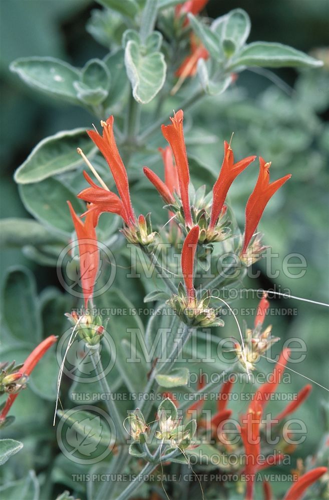 Anisacanthus quadrifidus wrightii (Flame acanthus) 3