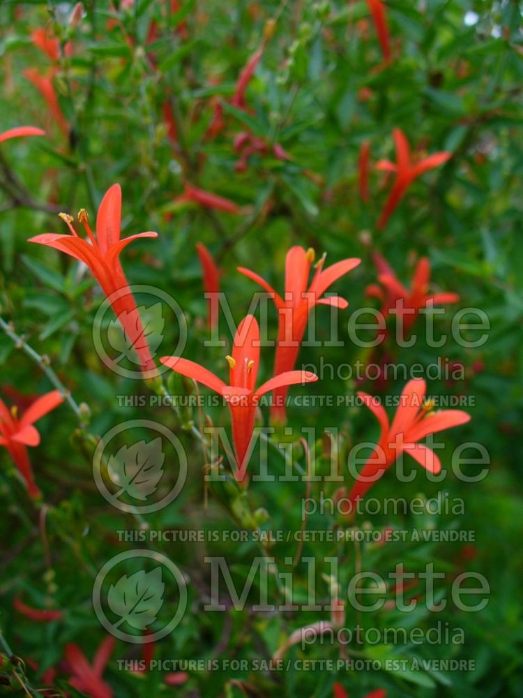 Anisacanthus quadrifidus wrightii (Flame acanthus) 2