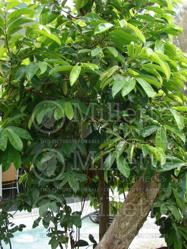 Annona muricata (Soursop graviola) 2 