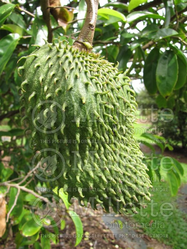 Annona muricata (Soursop graviola) 4 