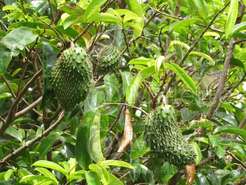 Annona muricata (Soursop graviola) 1 