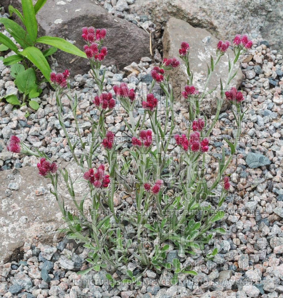 Antennaria Red Wonder aka Rotes Wunder (Pussy-toes) 1 