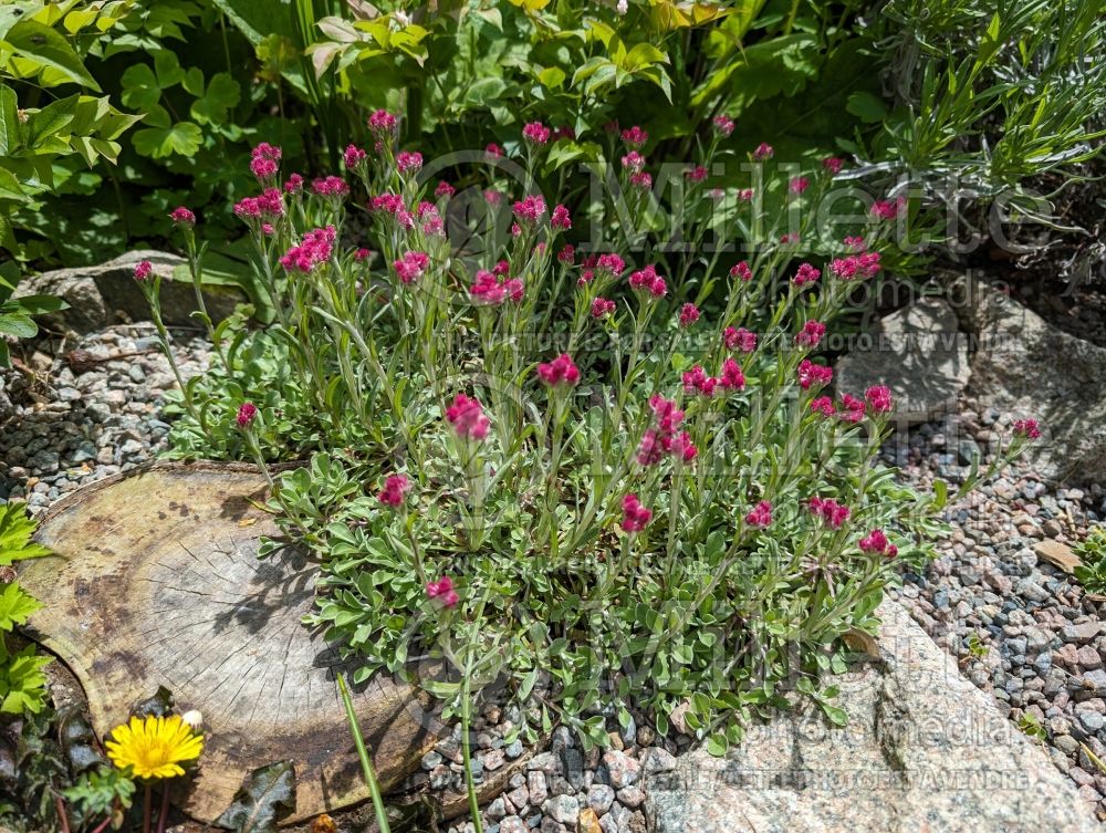 Antennaria Rosea (Pussy-toes) 2