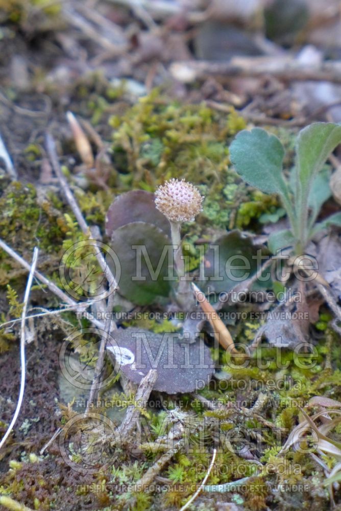 Antennaria solitaria (singlehead pussytoes) 1 