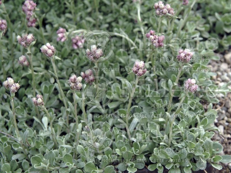 Antennaria dioica (Pussytoes) 3 