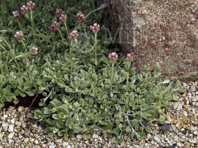 Antennaria dioica (Pussytoes) 4 