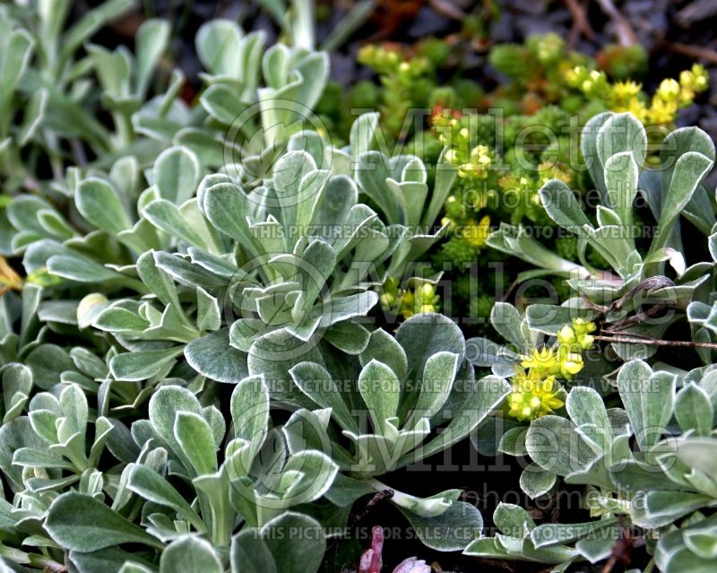 Antennaria dioica (Pussytoes) 5 