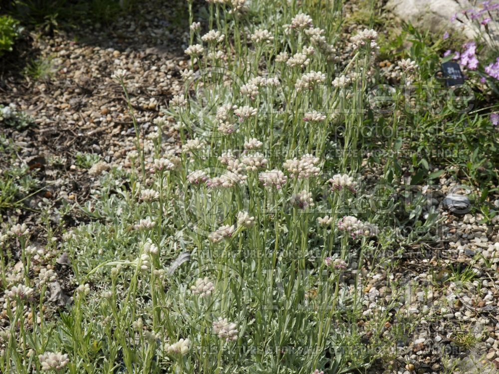 Antennaria Rubra (Pussy-toes) 3 