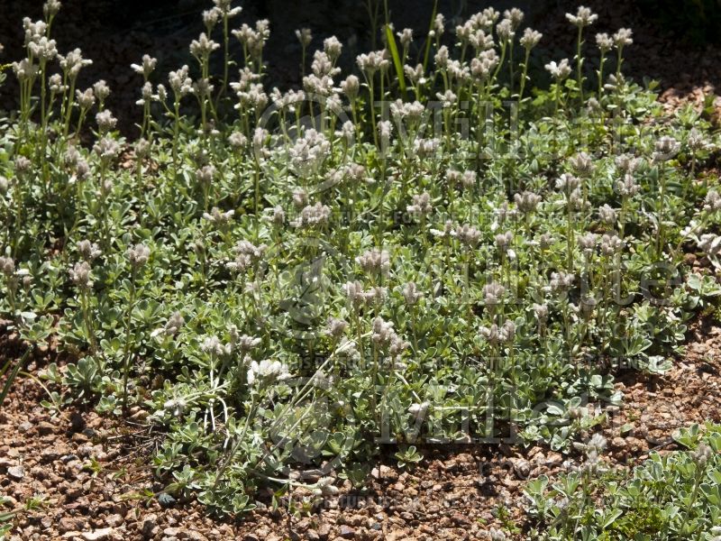 Antennaria rosea (rosy pussytoes) 2 