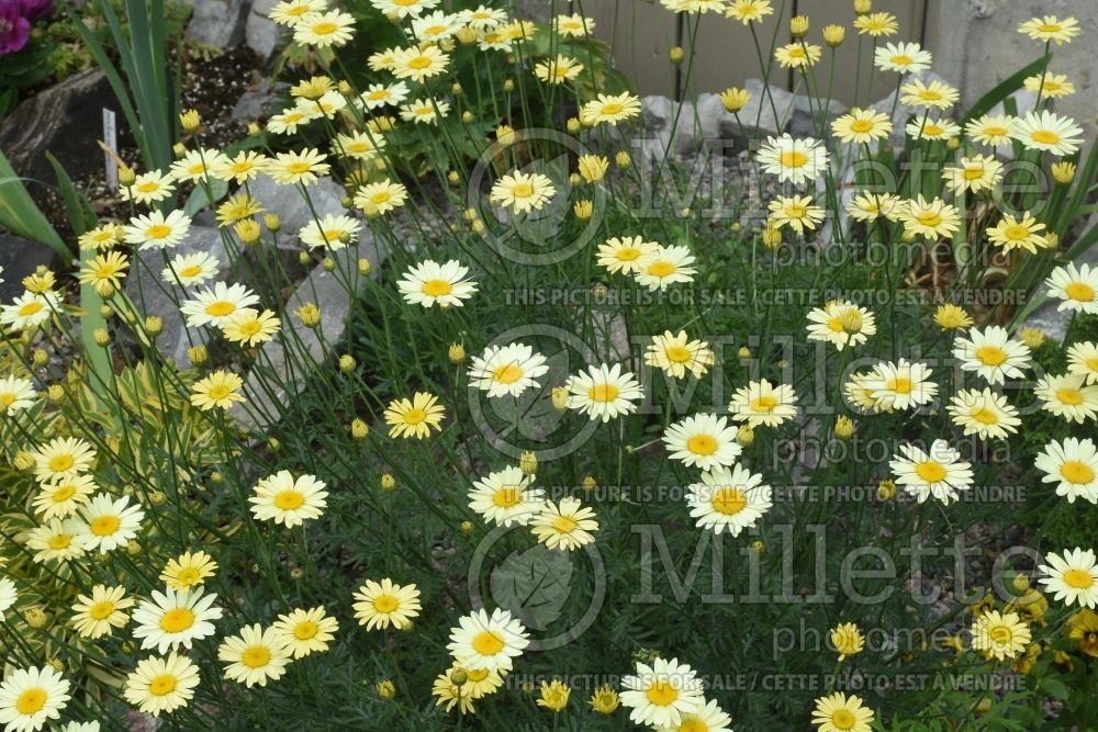 Anthemis Wargrave aka Cota Wargrave (Chamomile Golden Marguerite) 3