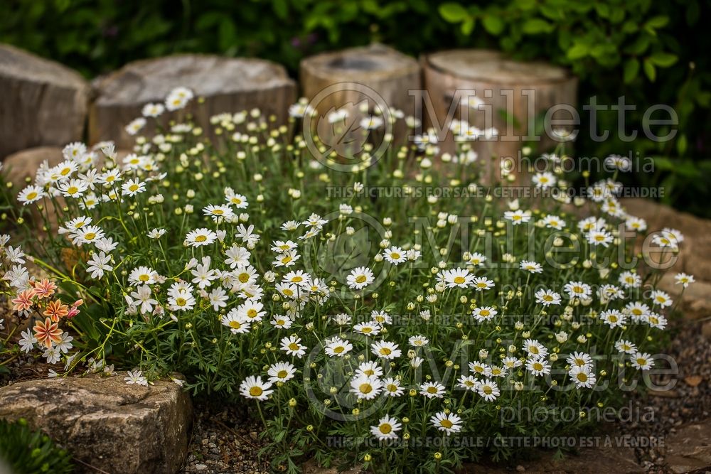 Anthemis Snow Carpet  ou Karpatenschnee (Perennial Marguerite Daisy) 1 