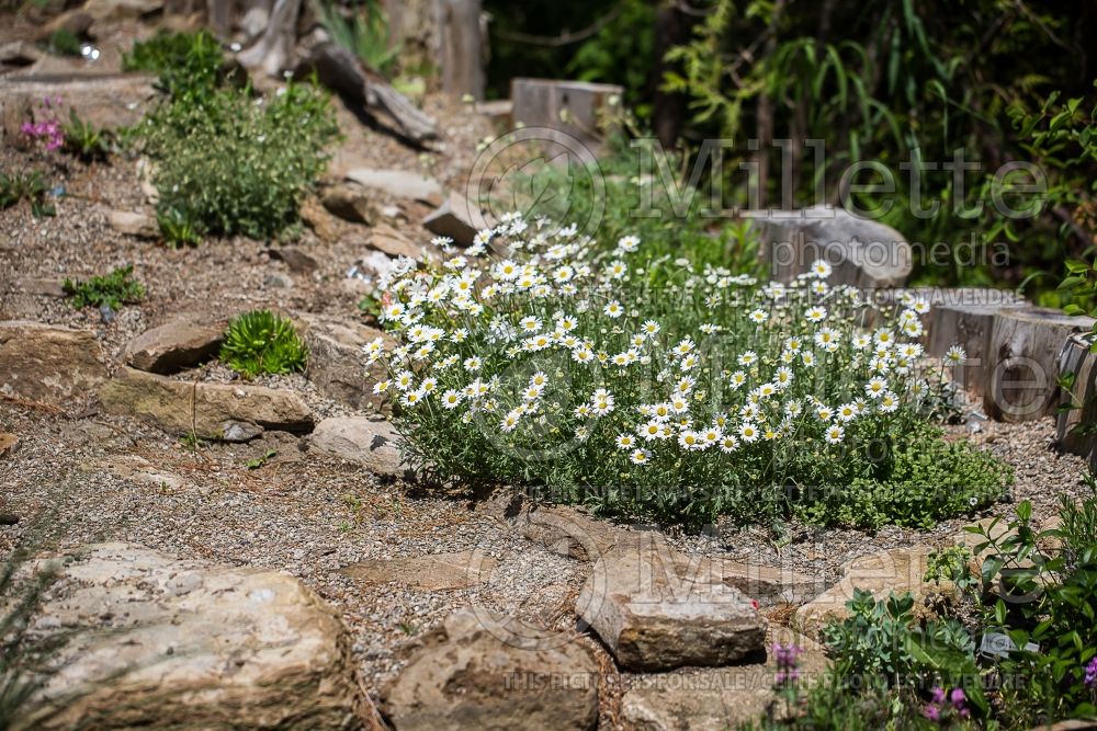 Anthemis Snow Carpet  ou Karpatenschnee (Perennial Marguerite Daisy) 2 