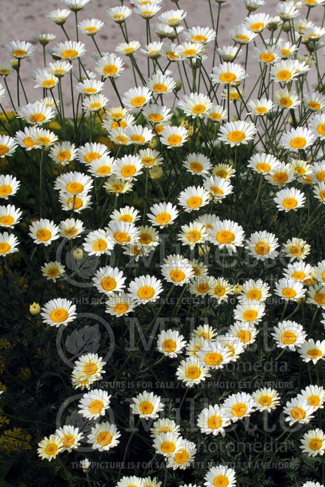 Anthemis Susanna Mitchell aka Susan Mitchell (Perennial Marguerite Daisy - Camomille) 2 