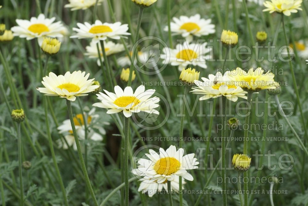 Anthemis Sauce Hollandaise (Perennial Marguerite Daisy) 1 