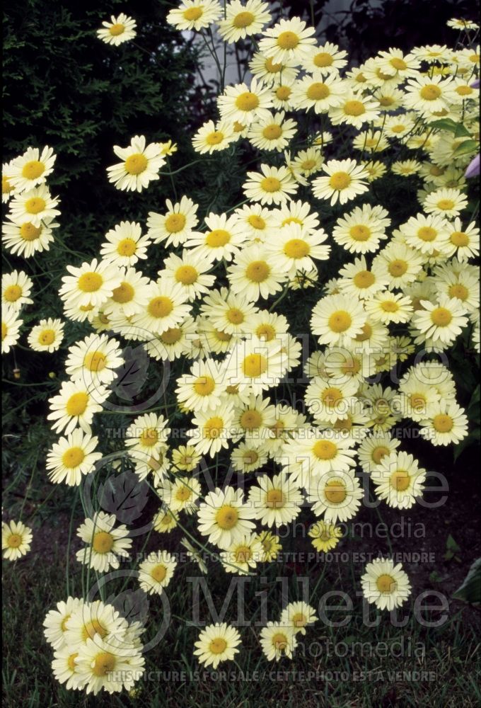 Anthemis Wargrave aka Cota Wargrave (Chamomile Golden Marguerite) 2