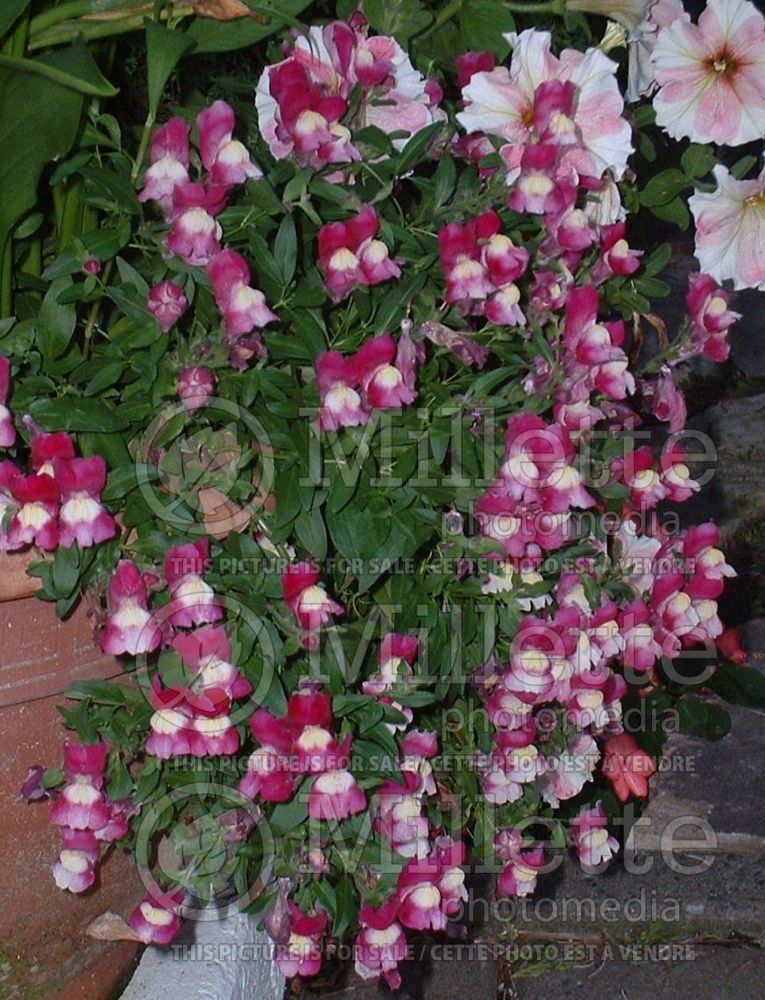 Anthirrhinum Chinese Lanterns (Snapdragon) 1 