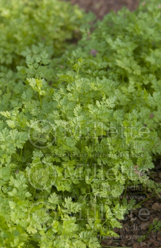 Anthriscus cerefolium (Chervil) 1