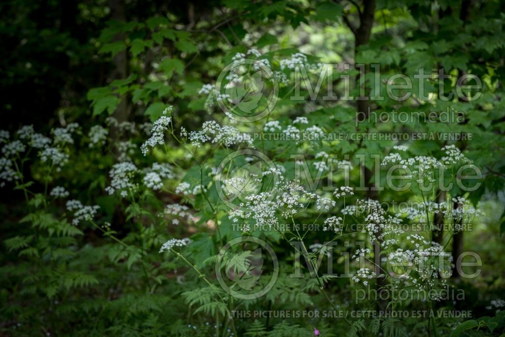 Anthriscus sylvestris (Cow Parsley) 1