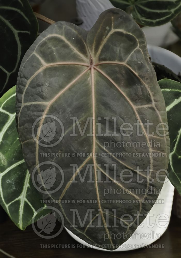 Anthurium DocBlock (Flamingo Flower Anthurium) 1 