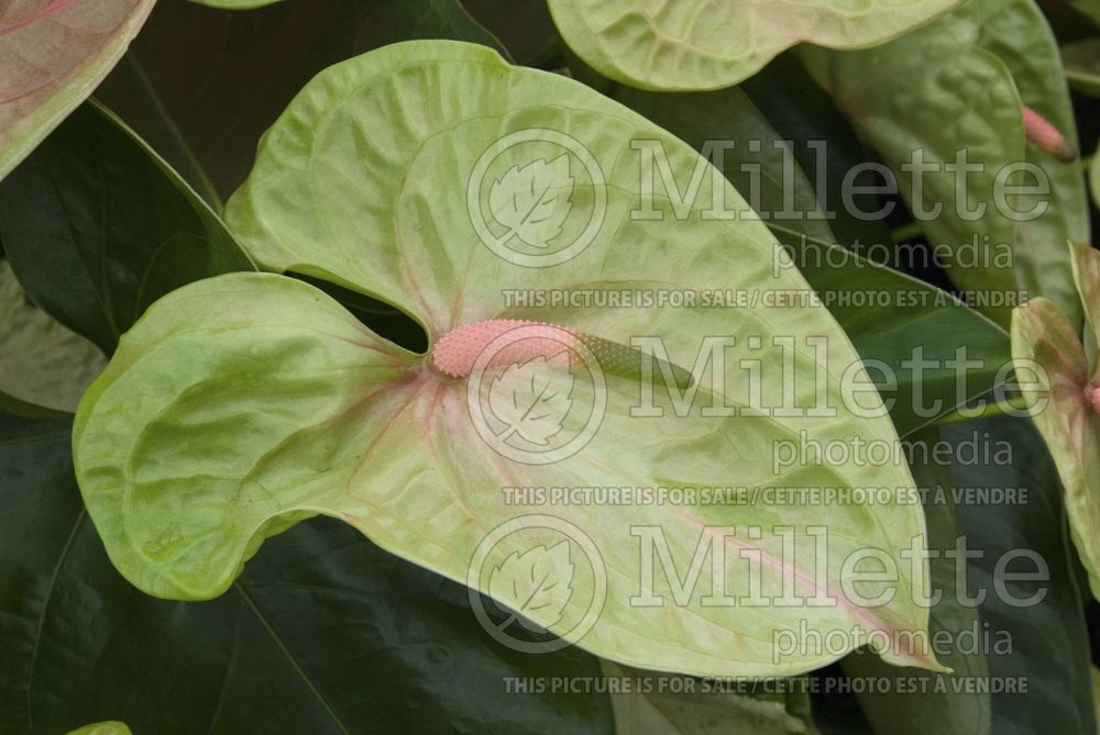 Anthurium Pistache  (Flamingo Flower Anthurium) 1 