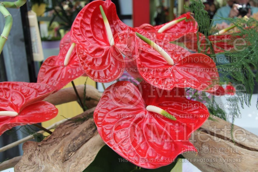 Anthurium Calisto (Anthurium) 1