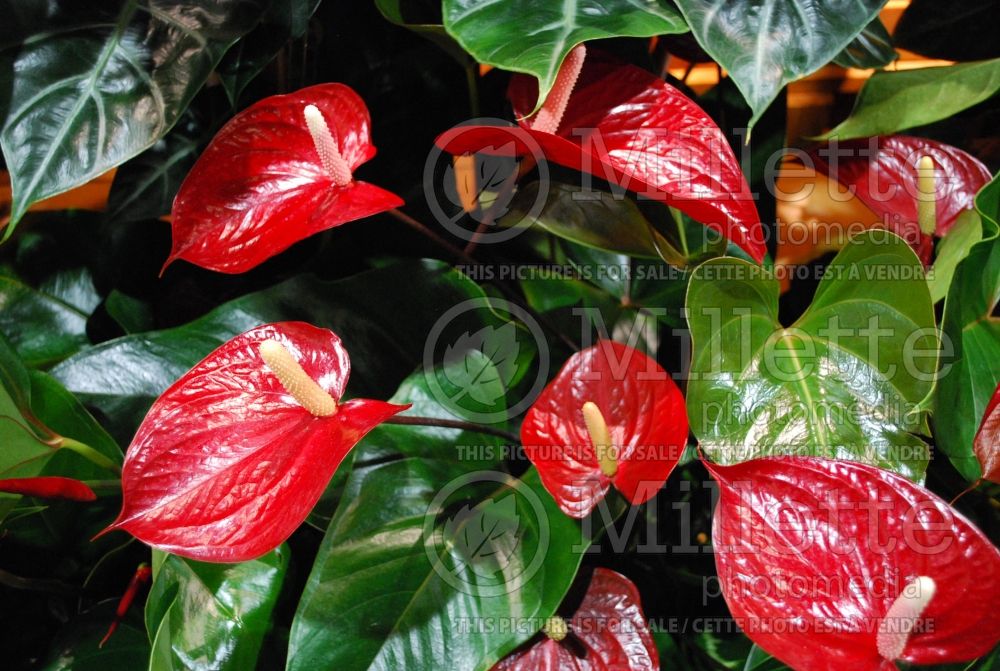 Anthurium Red Rocket (Flamingo Flower Anthurium) 1 