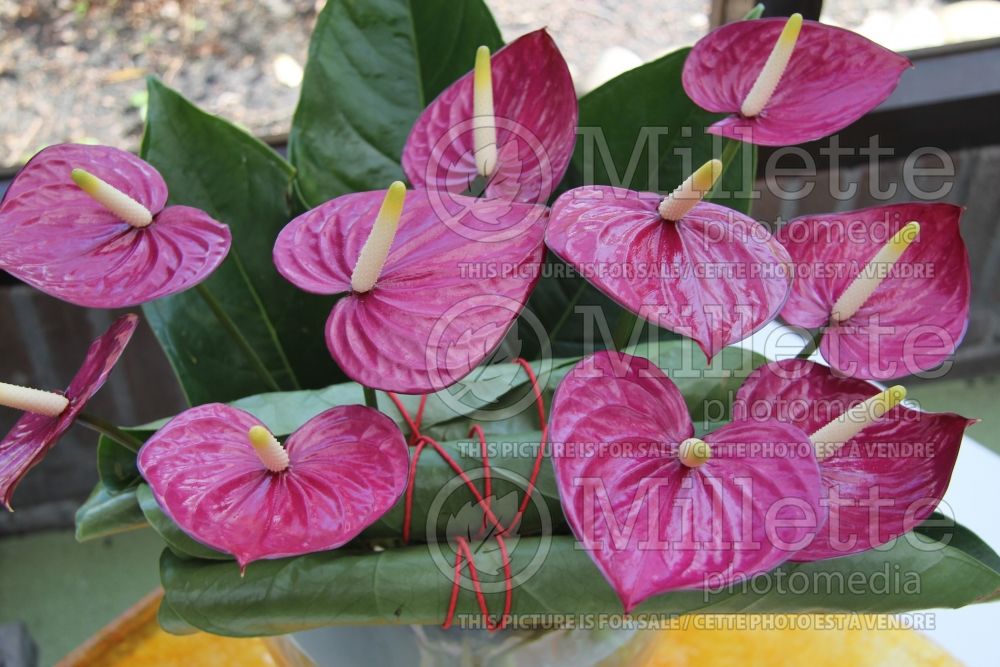 Anthurium Violet Heart (Anthurium)  1