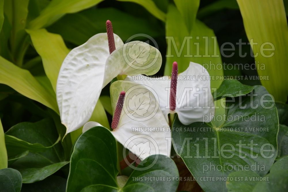 Anthurium White Heart (Flamingo Flower Anthurium) 1 