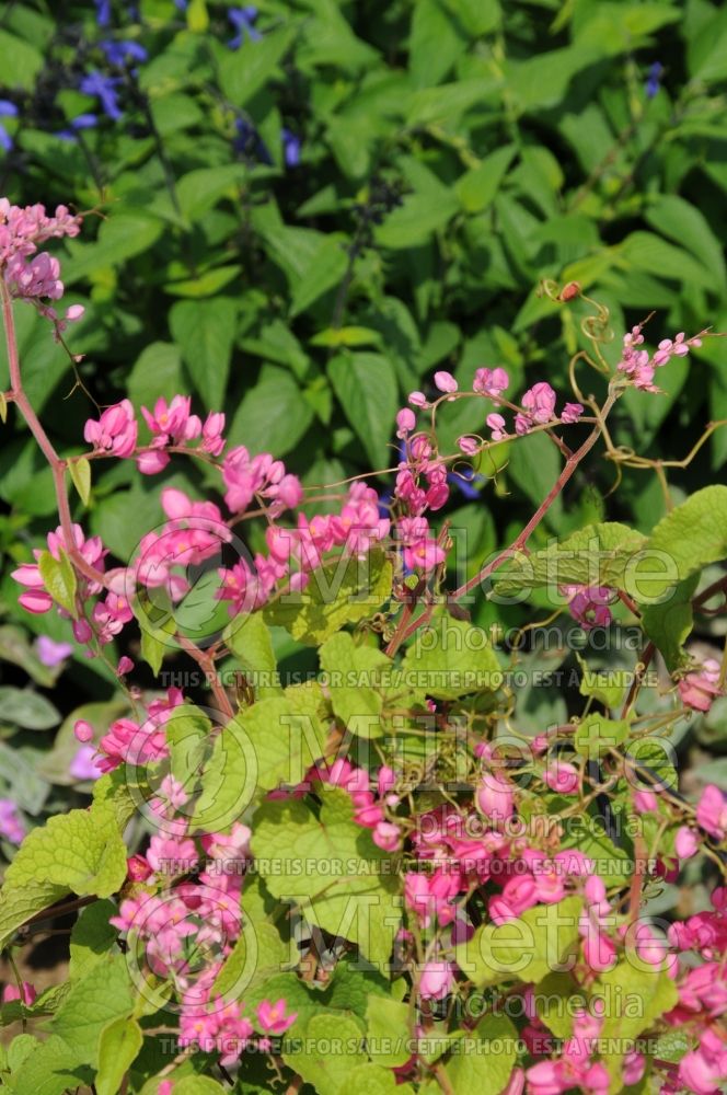 Antigonon Antique Pink (Coral Vine Queen's Wreath) 1