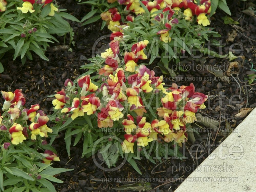 Antirrhinum Floral Showers Red and Yellow Bicolor (Snapdragon) 2