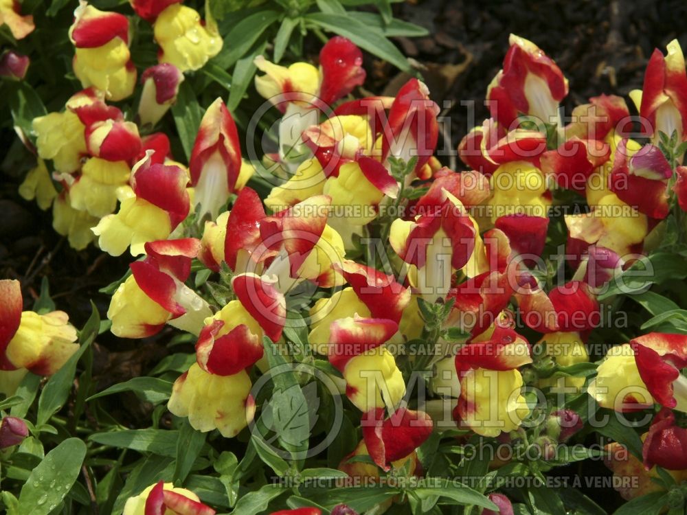 Antirrhinum Floral Showers Red and Yellow Bicolor (Snapdragon) 3