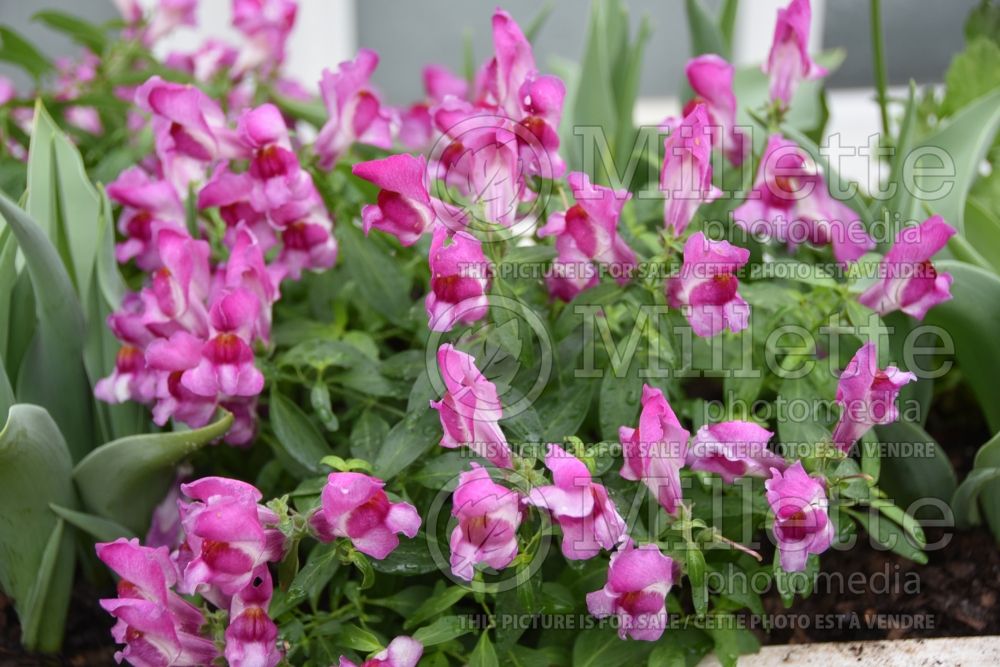 Antirrhinum Floral Showers Fuchsia (Snapdragon) 1