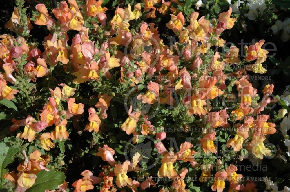 Antirrhinum Crocodile Orange and Yellow (Snapdragon) 1 