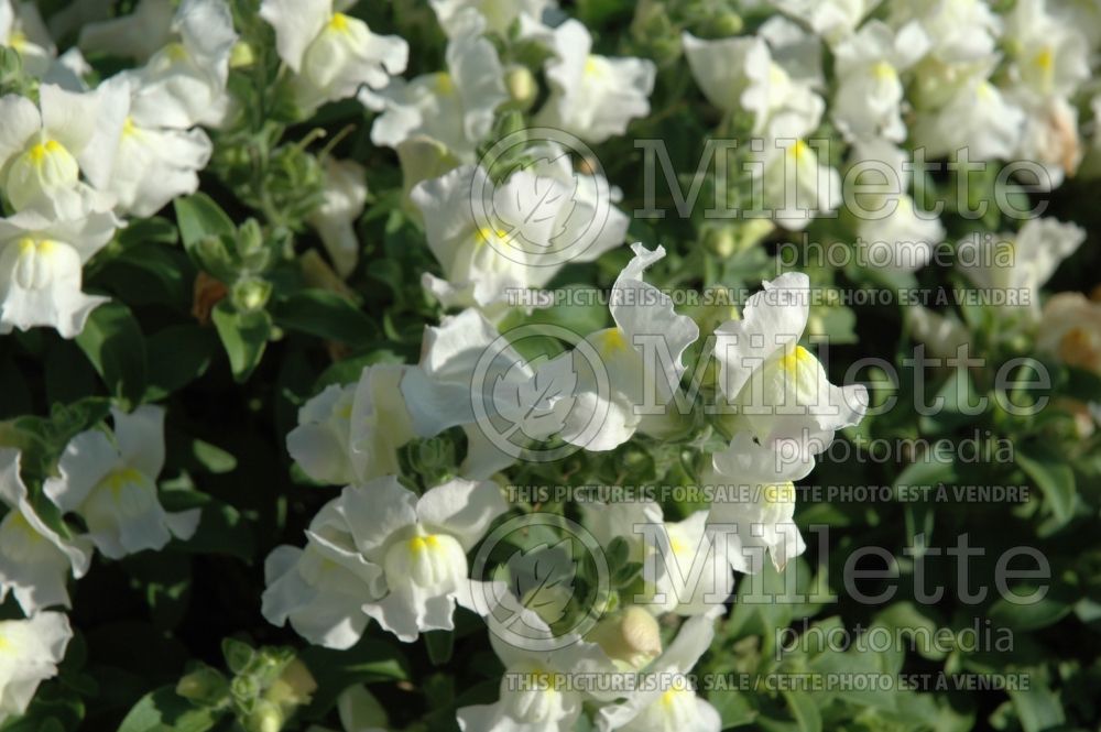 Antirrhinum Crocodile White (Snapdragon) 1 