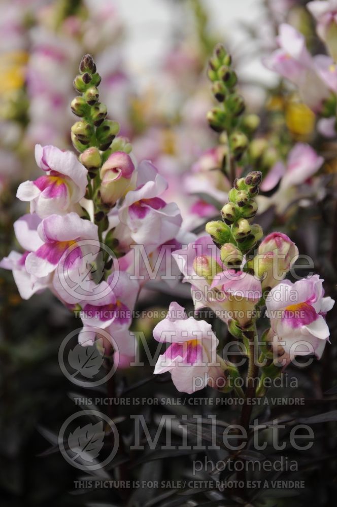 Antirrhinum Bronze Dragon (Snapdragon) 1 