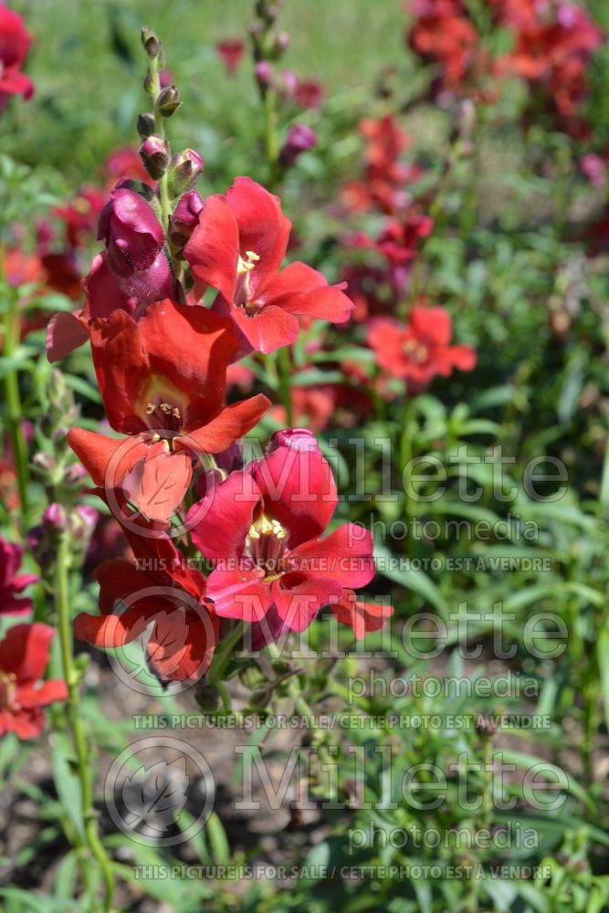 Antirrhinum Chantilly Velvet (Snapdragon) 1 