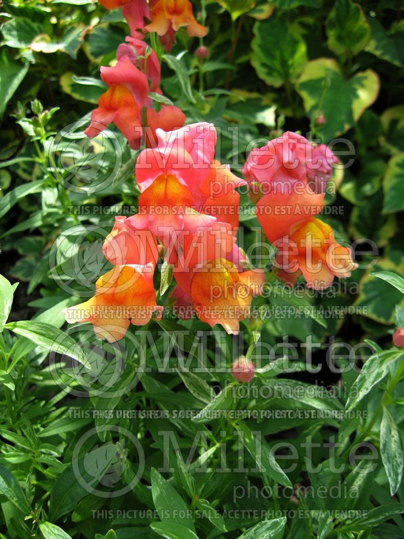 Antirrhinum Frosted Sunset (Snapdragon)  2