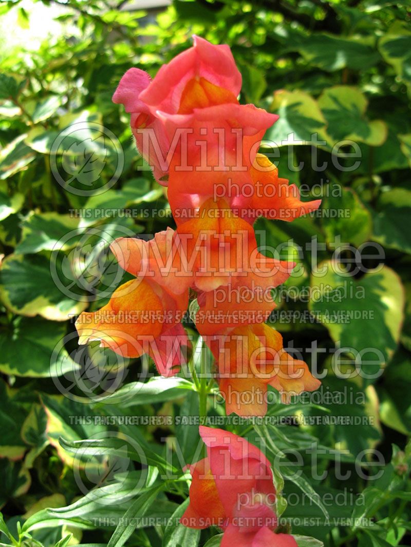 Antirrhinum Frosted Sunset (Snapdragon)  3