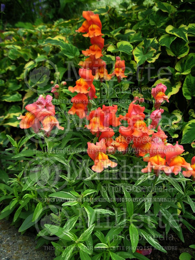 Antirrhinum Frosted Sunset (Snapdragon)  1