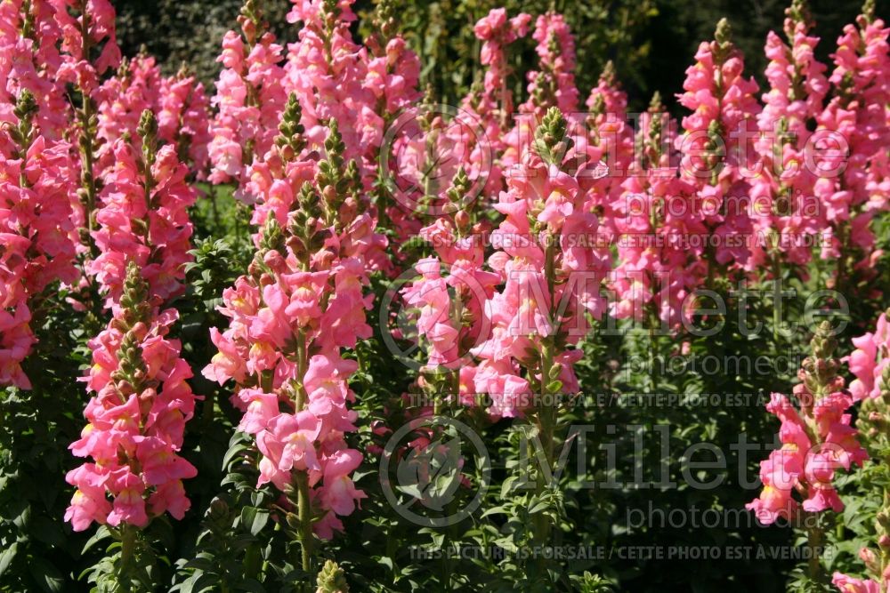 Antirrhinum Rocket Pink (Snapdragon) 1 