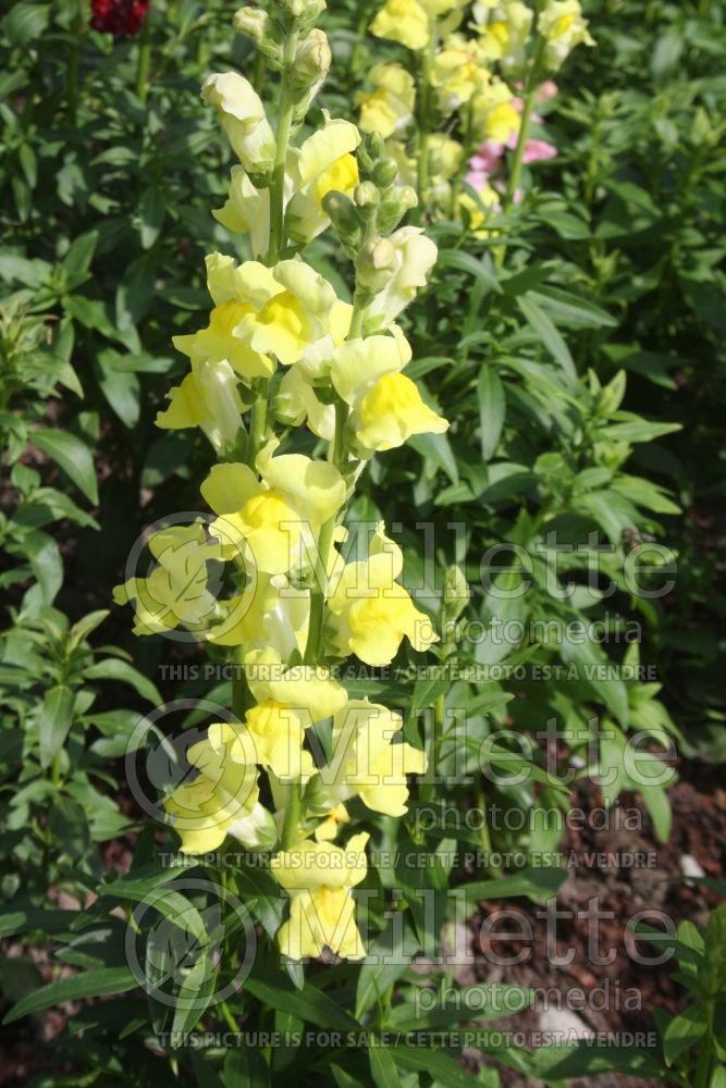 Antirrhinum Rocket Yellow (Snapdragon) 1 