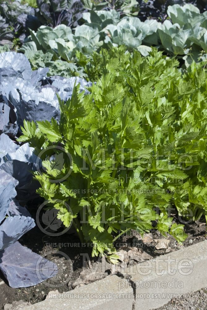 Apium graveolens  (Celery vegetable) 9 