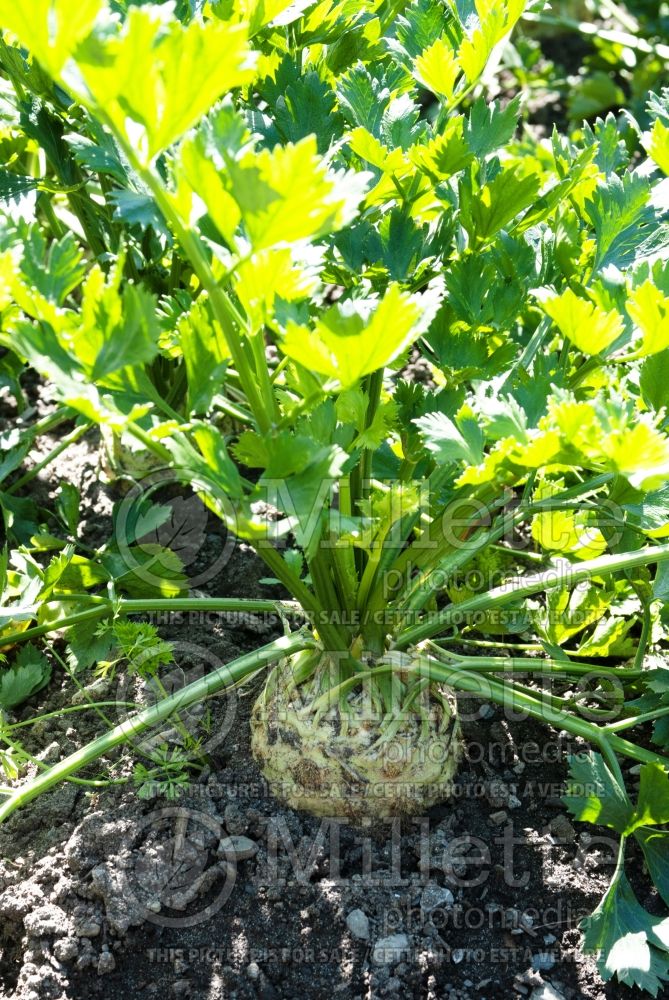 Apium graveolens var. rapaceum (Celeriac celery root knob celery, turnip-rooted celery vegetable) 4 