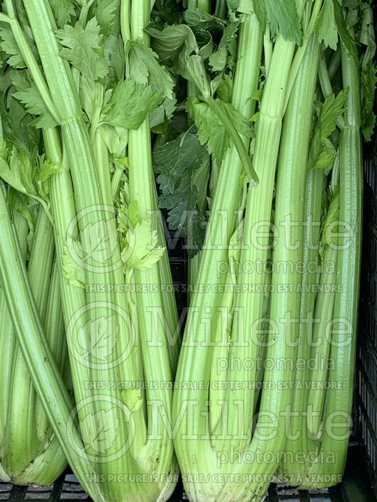 Apium graveolens  (Celery vegetable) 1 