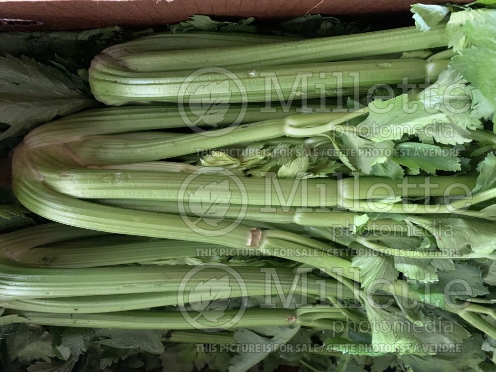 Apium graveolens  (Celery vegetable) 2 
