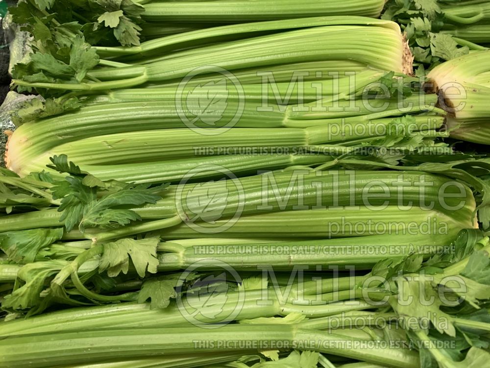 Apium graveolens  (Celery vegetable) 8 